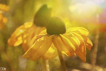 Automne d'or