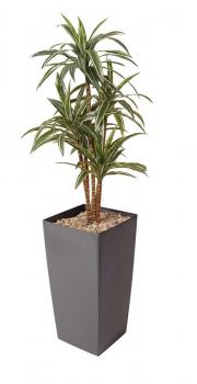DRACENA GLOSSY 170