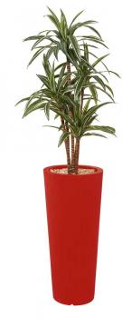 DRACENA ROND 185