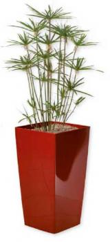 PAPYRUS Parasol Glossy 150
