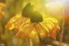Automne d'or