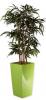 Bambou Décoratif 190 Glossy