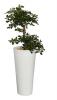 BONZAI Artificiel 150