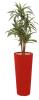 DRACENA ROND 185